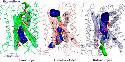 Structural investigation of human cystine/glutamate antiporter system xc− (Sxc−) using homology modeling and molecular dynamics